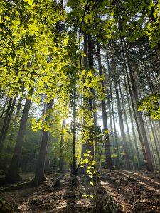 A scenic view of sunlight shining through green leaves and tall tree trunks in a lush forest.